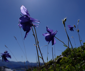 France Rosmann, le 22 juillet 2024 (Lées-Athas)