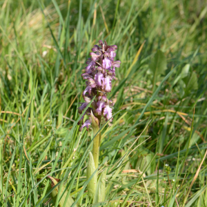 Photographie n°3144597 du taxon Himantoglossum robertianum (Loisel.) P.Delforge [1999]