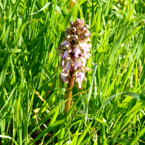 Photographie n°3144598 du taxon Himantoglossum robertianum (Loisel.) P.Delforge [1999]