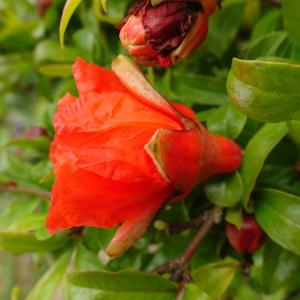 Photographie n°3144615 du taxon Punica granatum L. [1753]