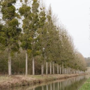 Populus L. [1753] [nn83707] par Marie Portas le 21/03/2025 - May-en-Multien