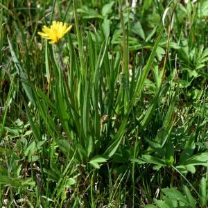 Scorzonera humilis L. [1753] [nn61914] par jdtisserand le 04/05/2023 - Biffontaine