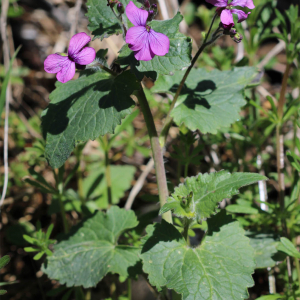 Lunaria annua L. [nn75229] par JeanLoupBenoit le 21/03/2025 - Bourg-Saint-Maurice