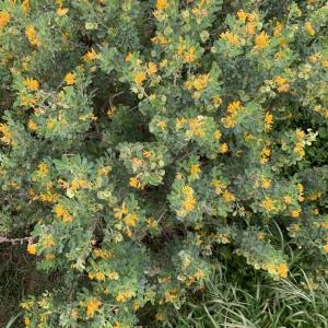 Photographie n°3146205 du taxon Medicago arborea L. [1753]