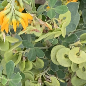 Photographie n°3146207 du taxon Medicago arborea L. [1753]