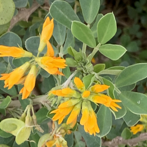 Photographie n°3146208 du taxon Medicago arborea L. [1753]