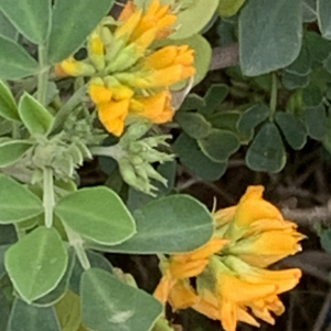 Photographie n°3146209 du taxon Medicago arborea L. [1753]