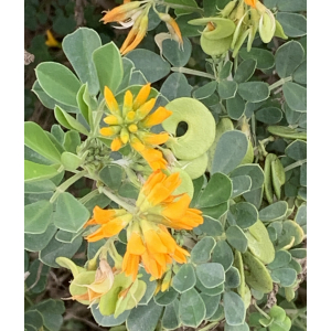 Medicago arborea-IMG_9643.JPG