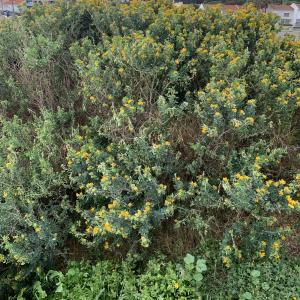 Photographie n°3146211 du taxon Medicago arborea L. [1753]