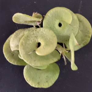 Photographie n°3146212 du taxon Medicago arborea L. [1753]