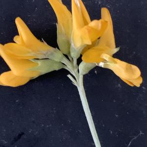 Photographie n°3146213 du taxon Medicago arborea L. [1753]