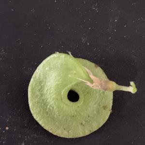 Photographie n°3146214 du taxon Medicago arborea L. [1753]