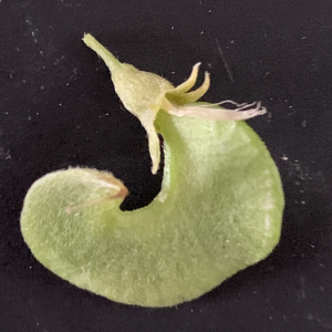 Photographie n°3146215 du taxon Medicago arborea L. [1753]