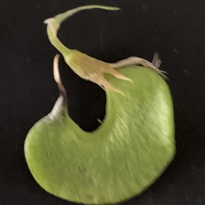 Photographie n°3146216 du taxon Medicago arborea L. [1753]