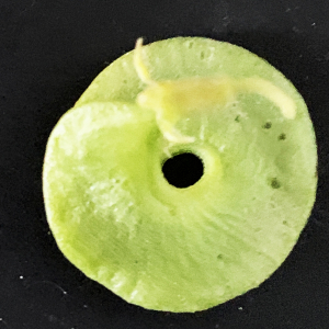 Photographie n°3146217 du taxon Medicago arborea L. [1753]