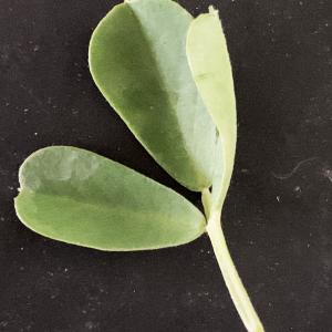 Photographie n°3146218 du taxon Medicago arborea L. [1753]