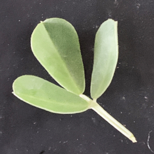 Photographie n°3146219 du taxon Medicago arborea L. [1753]