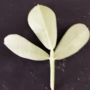 Photographie n°3146220 du taxon Medicago arborea L. [1753]