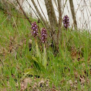 Photographie n°3146243 du taxon Himantoglossum robertianum (Loisel.) P.Delforge [1999]
