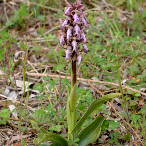 Photographie n°3146244 du taxon Himantoglossum robertianum (Loisel.) P.Delforge [1999]