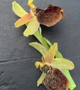 Liliane Roubaudi, le 25 mars 2025 (Gruissan)