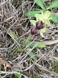 Liliane Roubaudi, le 25 mars 2025 (Gruissan)