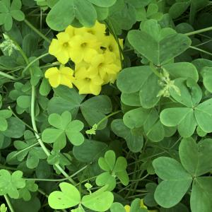 Photographie n°3150414 du taxon Oxalis pes-caprae L. [1753]