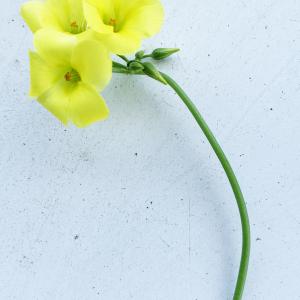 Photographie n°3150415 du taxon Oxalis pes-caprae L. [1753]