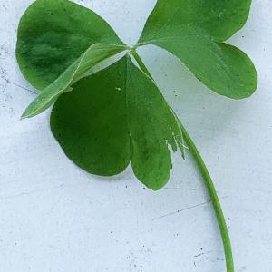 Photographie n°3150417 du taxon Oxalis pes-caprae L. [1753]
