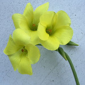 Photographie n°3150418 du taxon Oxalis pes-caprae L. [1753]