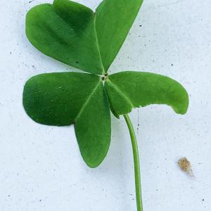 Photographie n°3150419 du taxon Oxalis pes-caprae L. [1753]
