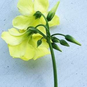 Photographie n°3150420 du taxon Oxalis pes-caprae L. [1753]
