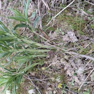 Photographie n°3152705 du taxon Lithospermum officinale L. [1753]