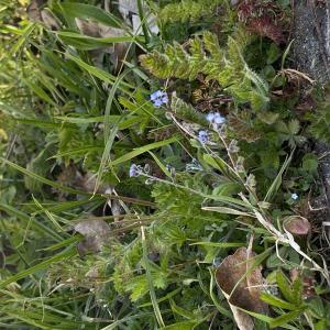 Photographie n°3154248 du taxon Myosotis arvensis Hill