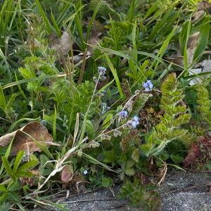 Photographie n°3154265 du taxon Myosotis arvensis Hill