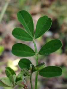 Patrick Ressayre, le 29 mars 2025 (Saint-Alban-Auriolles)