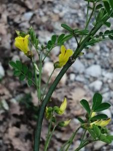 Patrick Ressayre, le 29 mars 2025 (Saint-Alban-Auriolles)