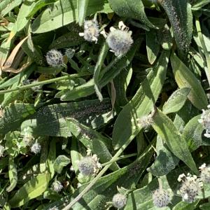 Photographie n°3154916 du taxon Plantago lagopus L. [1753]