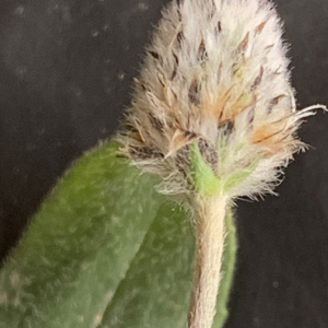 Photographie n°3154918 du taxon Plantago lagopus L. [1753]