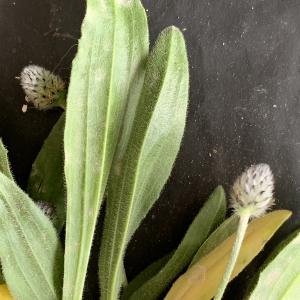 Photographie n°3154919 du taxon Plantago lagopus L. [1753]