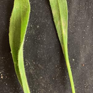 Photographie n°3154920 du taxon Plantago lagopus L. [1753]