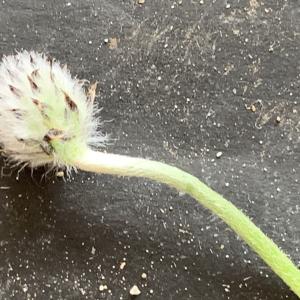 Photographie n°3154921 du taxon Plantago lagopus L. [1753]