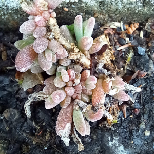 Christine Jourdan, le  2 avril 2025 (Beaumont)