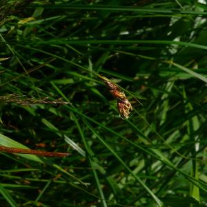 Photographie n°3157398 du taxon Carex divisa Huds. [1762]