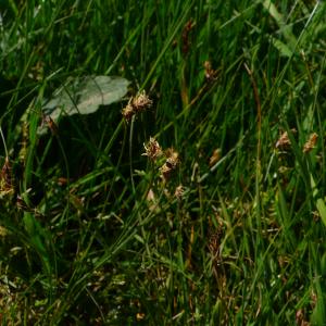 Photographie n°3157399 du taxon Carex divisa Huds. [1762]
