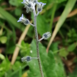 Photographie n°3161252 du taxon Myosotis arvensis (L.) Hill [1764]