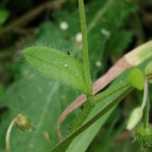 Photographie n°3161253 du taxon Myosotis arvensis (L.) Hill [1764]