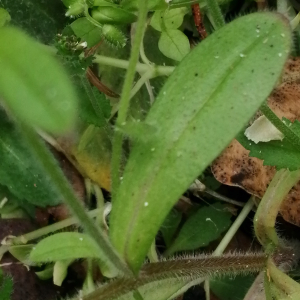 Photographie n°3161254 du taxon Myosotis arvensis (L.) Hill [1764]