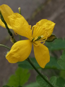 Patrick Ressayre, le 27 mars 2025 (Rillieux-la-Pape)