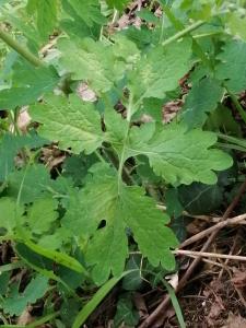 Patrick Ressayre, le 27 mars 2025 (Rillieux-la-Pape)